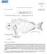 FAO SPECIES IDENTIFICATION SHEETS. FAMILY: SIGANIDAE FISHING AREA 51 (W. Indian Ocean) Siganis rivulatus Forsskål, 1775