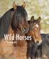 Wild Horses. of Kananaskis. by Gilles Korent