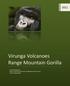 Virunga Volcanoes Range Mountain Gorilla