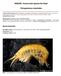 NOBANIS Invasive Alien Species Fact Sheet. Pontogammarus robustoides