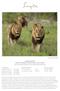 WILDLIFE REPORT SINGITA KRUGER NATIONAL PARK, SOUTH AFRICA For the month of February, Two Thousand and Seventeen