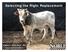 Selecting the Right Replacement. Robert S. Wells, Ph.D., PAS Livestock Consultant