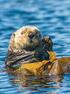 With the sea otters return to British Columbia s coast, scientists and tour operators are discovering a big impact on local ecosystems and economies