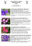 Trial of Petunia hybrida Multiflora cultivars AGM 2007 AGM