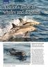 WILDLIFE A sailor s guide to whales and dolphins