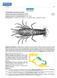 Synaxidae 311 SYNAXIDAE. Furry lobsters