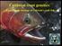 Cutthroat trout genetics: Exploring the heritage of Colorado s state fish