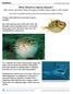 Who Wants a Spiny Snack? Not many animals! How the spiny puffer stays safe in the ocean