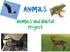 Animals. Animals and Habitat Project