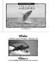 Whales.  Visit  for thousands of books and materials. A Reading A Z Level O Leveled Reader Word Count: 1,106