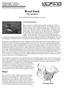 Wood Duck. (Aix sponsa) Fish and Wildlife Habitat Management Leaflet. General Information