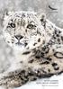 SNOW LEOPARD SMALL GROUP JOURNEYS Track the mountain ghost