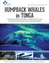 HUMPBACK WHALES in TONGA