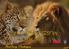 SHAKA AFRICA TROPHY SAFARIS. Hunting Packages