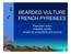 BEARDED VULTURE FRENCH PYRENEES. Population trend, breeding results, threats for productivity and survival