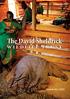 The David Sheldrick WILDLIFE TRUST