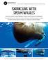 BigAnimals Expeditions SnorkEling with SpErm whales Jan 25-Feb 1, Feb 8-14 AnD Feb 13-20, 2016