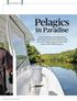 Pelagics. in Paradise