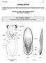 Guide to Orders 39 CEPHALOPODS TECHNICAL TERMS AND MEASUREMENTS AND GUIDE TO ORDERS. Order SEPIOIDEA Cuttlefishes