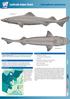 Leafscale Gulper Shark. Centrophorus squamosus NE ATL GUQ. Lateral View ( ) Ventral View ( ) COMMON NAMES