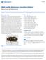 Hide beetle Dermestes maculatus DeGeer 1