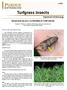 Turfgrass Insects MANAGING BLACK CUTWORMS IN TURFGRASS