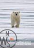 THE COMPLETE GUIDE TO POLAR BEAR TRACKING