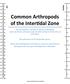 Common Arthropods of the Inter0dal Zone