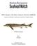 White sturgeon, Shovelnose sturgeon, American Paddlefish