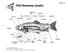 Fish Anatomy (male) Handout 3.1a. Body cavity lining. Air bladder. Pyloric caeca. Muscle tissue. Kidney. Dorsal fin. Adipose fin.