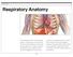 SECTION 1. Respiratory Anatomy