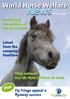 World Horse Welfare NewsWinter 2011 Fly Fringe appeal a flyaway success