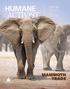 MAMMOTH TRADE IN THIS ISSUE AFTER DECADES-LONG EROSIONS TO A WORLDWIDE BAN ON THE IVORY TRADE, AFRICAN ELEPHANTS ARE ONCE AGAIN IN CRISIS