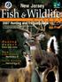 Fish &Wildlife. New Jersey. Hunting Season Dates and Limits. New Deer Hunting Regulations p. 30. Youth Hunting Opportunities p. 24