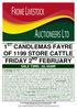 1 ST CANDLEMAS FAYRE OF 1199 STORE CATTLE FRIDAY 2 ND FEBRUARY