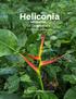 Heliconia latispatha of Guatemala. Dr Nichollas Hellmuth
