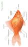 COPYRIGHTED MATERIAL. The Goldfish. Mouth. Nare. Eye. Operculum. (Gill Flap) Pectoral Fin. Pelvic (Ventral) Fin. Scales. Dorsal Fin.