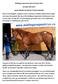 Mullingar Equestrian Horse & Pony Sales. Sat Sept 30th 2017 SALES REPORT & PHOTOS RUTH ROGERS