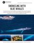 BigAnimals Expeditions CAliforniA s BluE WhAlEs July 31-August 6, 2016