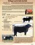 Hollinger Land & Cattle Sale Bulls