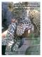 Retaliatory killing of Common leopard (Panthera pardus) in Pir Lasora National Park.