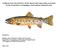 Cutthroat trout (Oncorhynchus clarkii) Species and Conservation Assessment for the Grand Mesa, Uncompahgre, and Gunnison National Forests