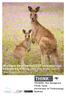 Welfare implications of commercial kangaroo killing: Do the ends justify the means?