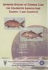 IMPROVED STRAINS OF COMMON CARP FOR COLDWATER AQUACULTURE CHAMPA-1 AND CHAMPA-2