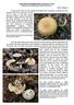 FUNGI WALK at FINEMERE WOOD, September17 th 2017 followed by an identification session chez Derek Penny Cullington