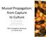 Mussel Propagation: from Capture to Culture
