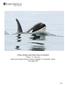 Killer whales and their prey in Iceland