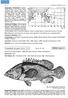 Fig. 90. Cephalopholis microprion (Bleeker, 1852) Fig. 91; PI. IIIF SERRAN Cephal 21