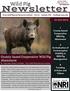 Newsletter. Wild Pig. County-based Cooperative Wild Pig Abatement. In this issue