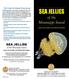 SEA JELLIES. of the Mississippi Sound SEA JELLIES